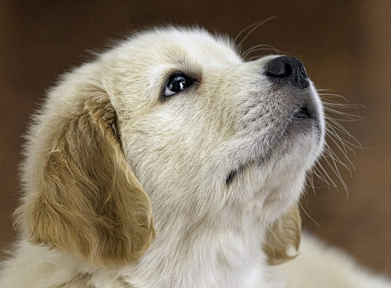 Help Puppies by Paying for Veterinarian Services